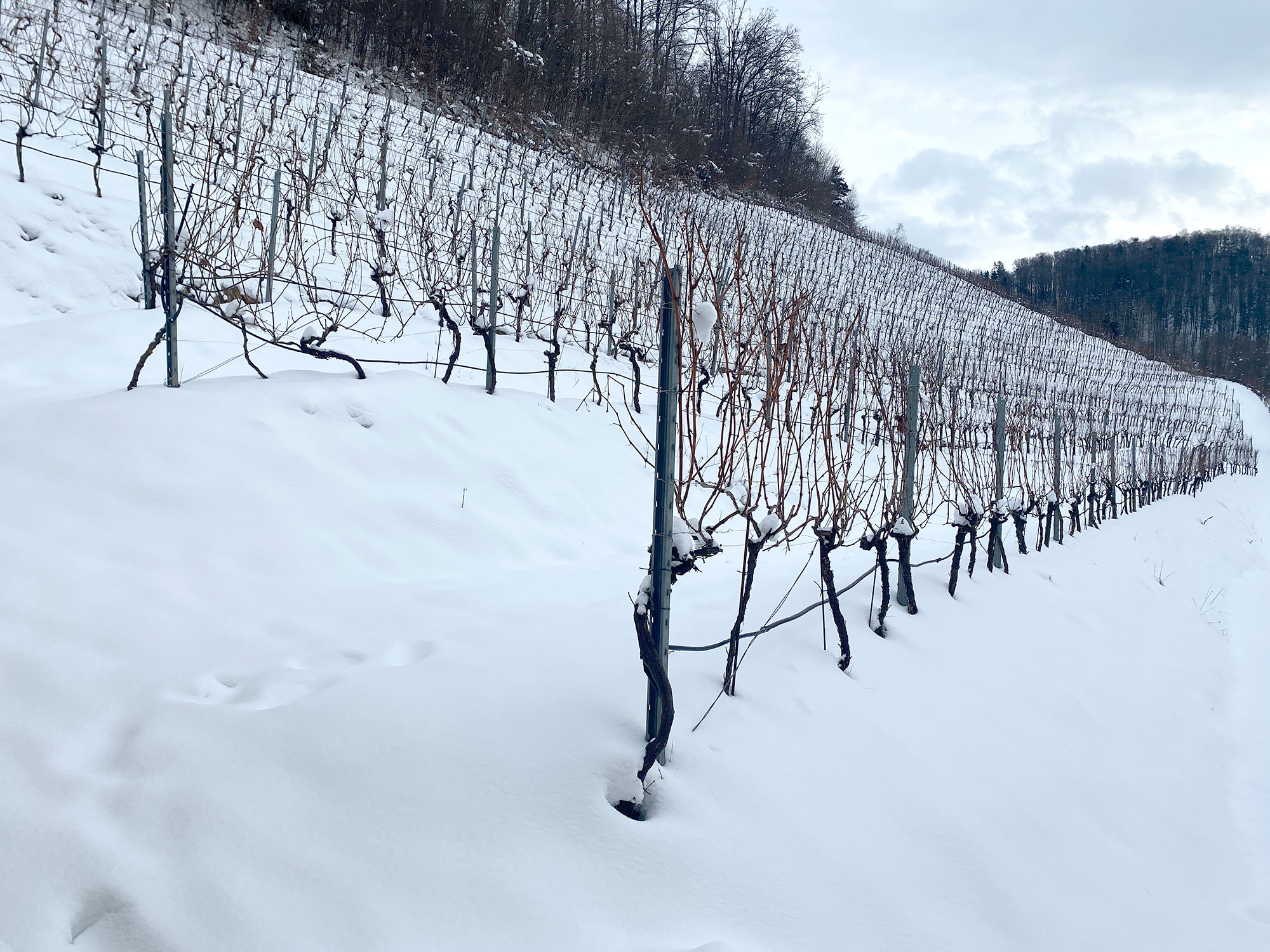 Schnee Wein Weingarten Haselgraben Manfred Georg Friedl